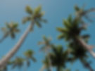 Tall palm trees against a clear blue sky, representing beautiful tropical event backdrops
