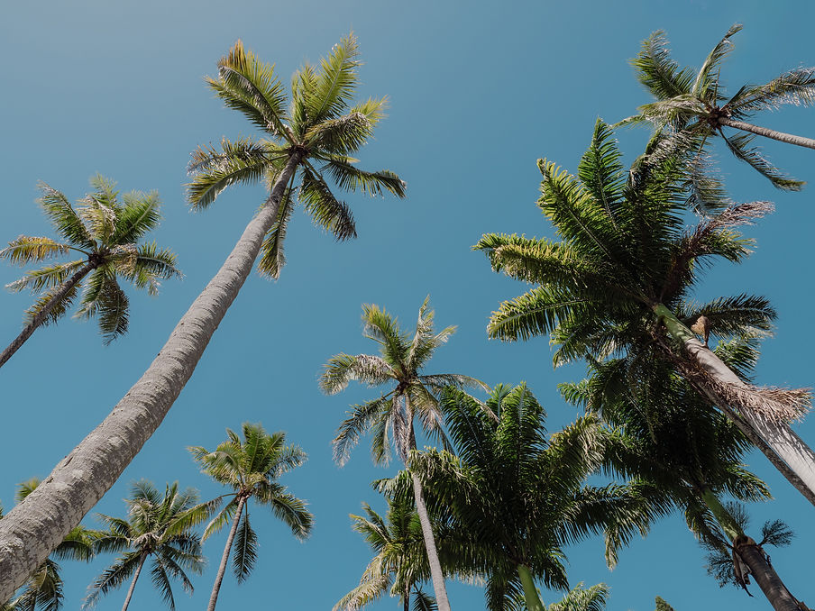 Tall palm trees against a clear blue sky, representing beautiful tropical event backdrops