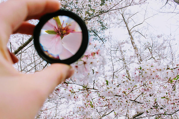 focus blossoms lens.jpeg