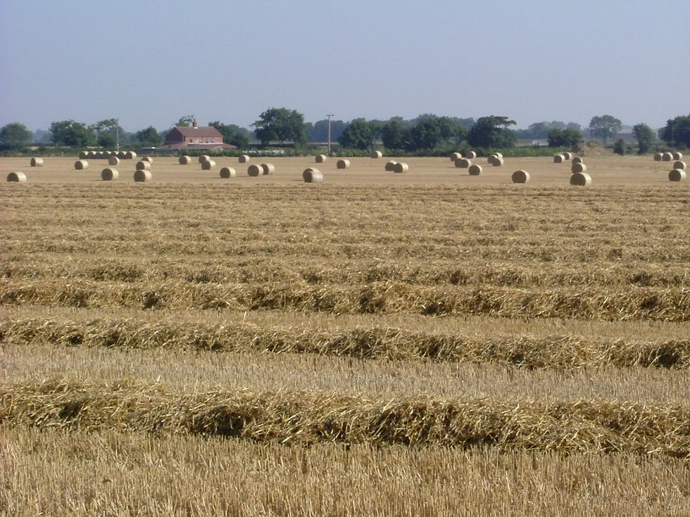 View from the rear of the cottage