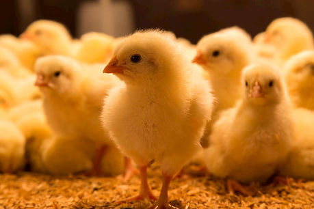 Avicultura-aviário-frango