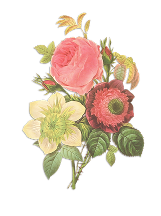 Fleur Illustration inversée