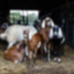 Goats
