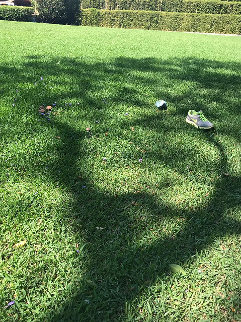 ¨Deconstrucción de una jacaranda¨.jpeg
