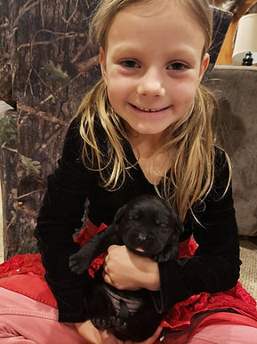 labrador retrievers piatt acre labs.jpg