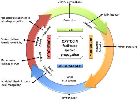 OXYTOCIN - A Deep Dive