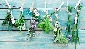 Herbes suspendus