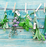 Hanging Herbs