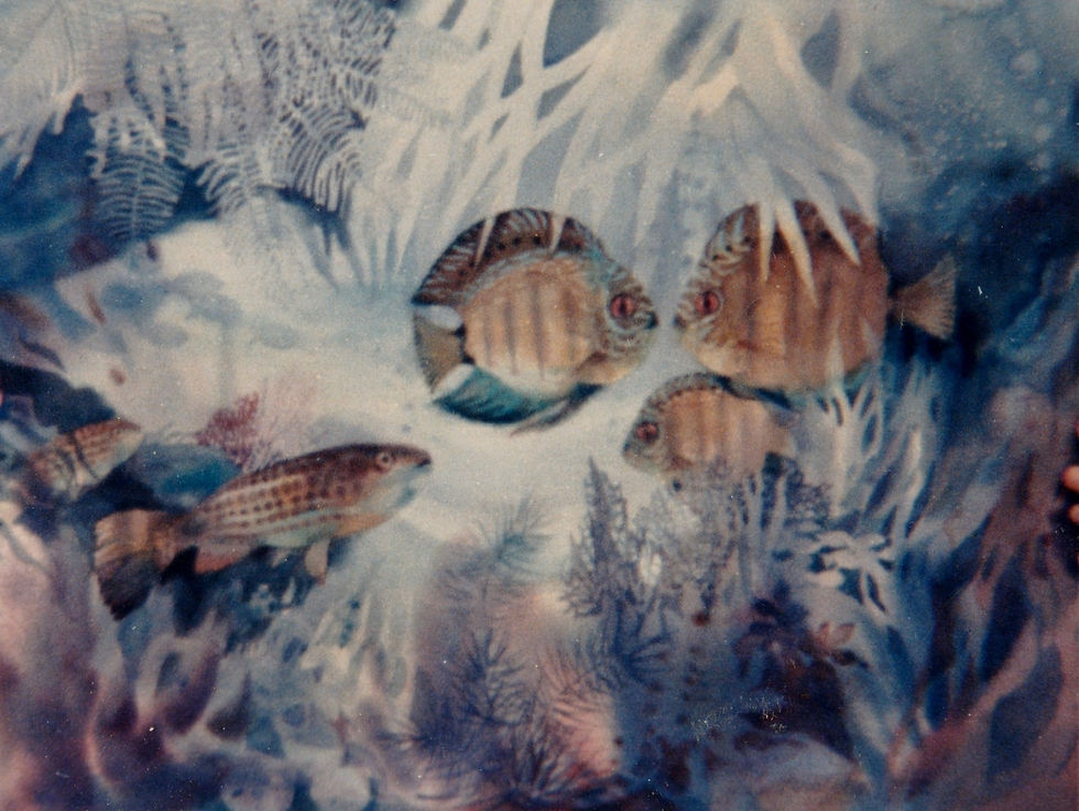 Aquarium