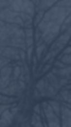Sinkyone - tree 3.jpg