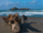 Dogs Enjoy Beautiful Manzanita Beach