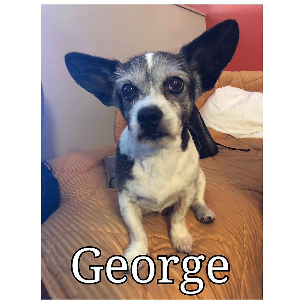 Pet Friendly Manzanita Rentals