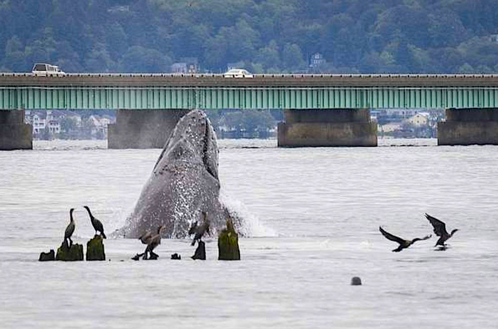 Whale Watching Oregon Coast Style!