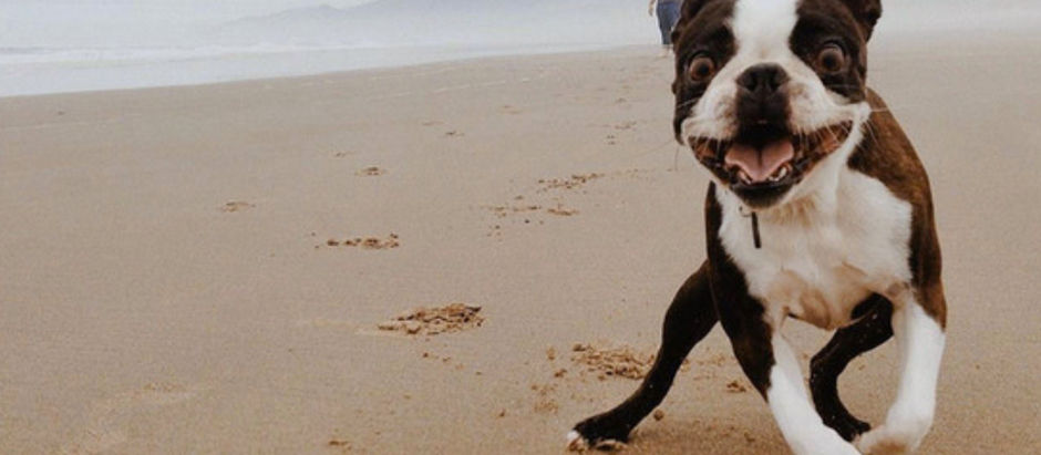 Manzanita Beach Loves Dogs!