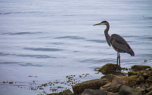Enjoy Coastal Beauty During Oregon Clam Season