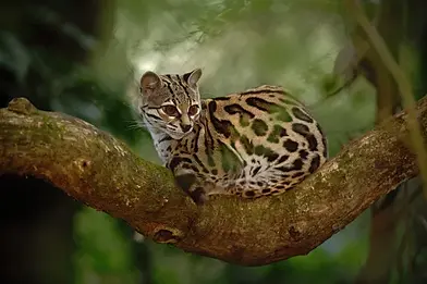 depositphotos_102972192-stock-photo-nice-cat-margay.jpg