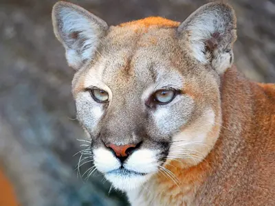 Puma en la Sierra de Vallejo, Nayarit. Inciativa para la Conservación Sierra Verde.