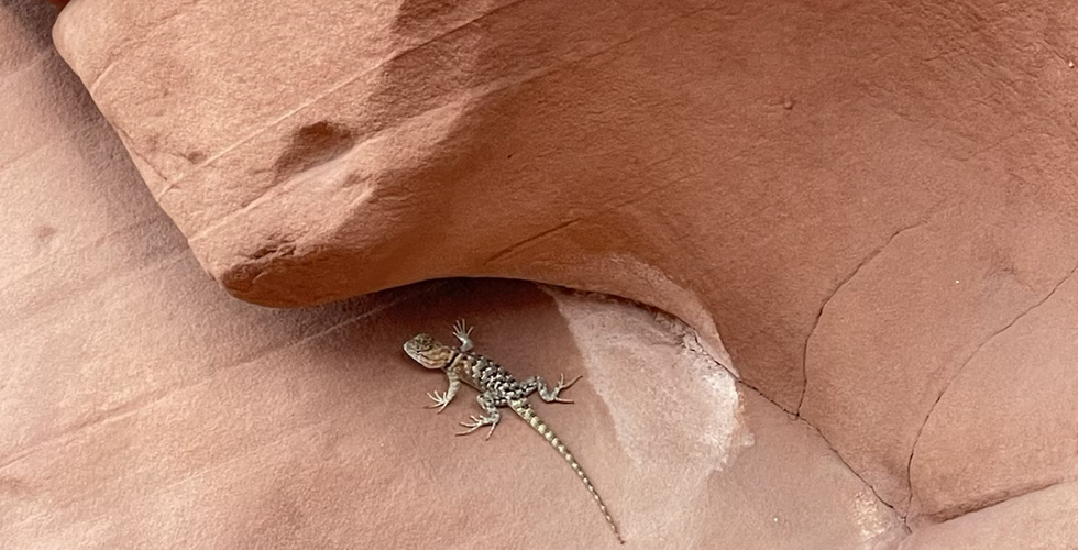 Saw some lizards during our UTV tour.