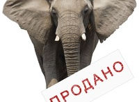 Кто продаст слона, или как выбрать продажника.