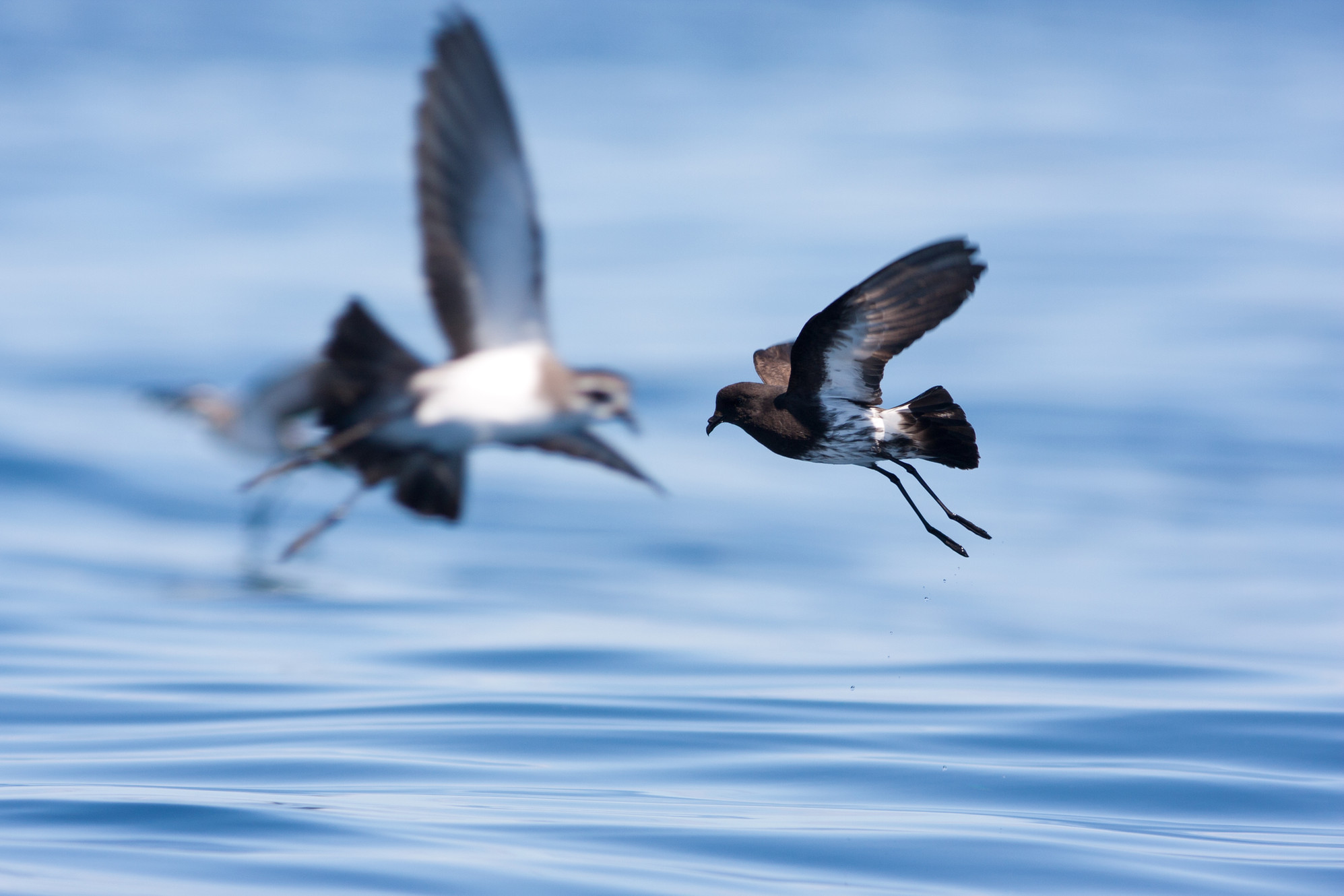 Northern New Zealand Seabird Charitable Trust logo