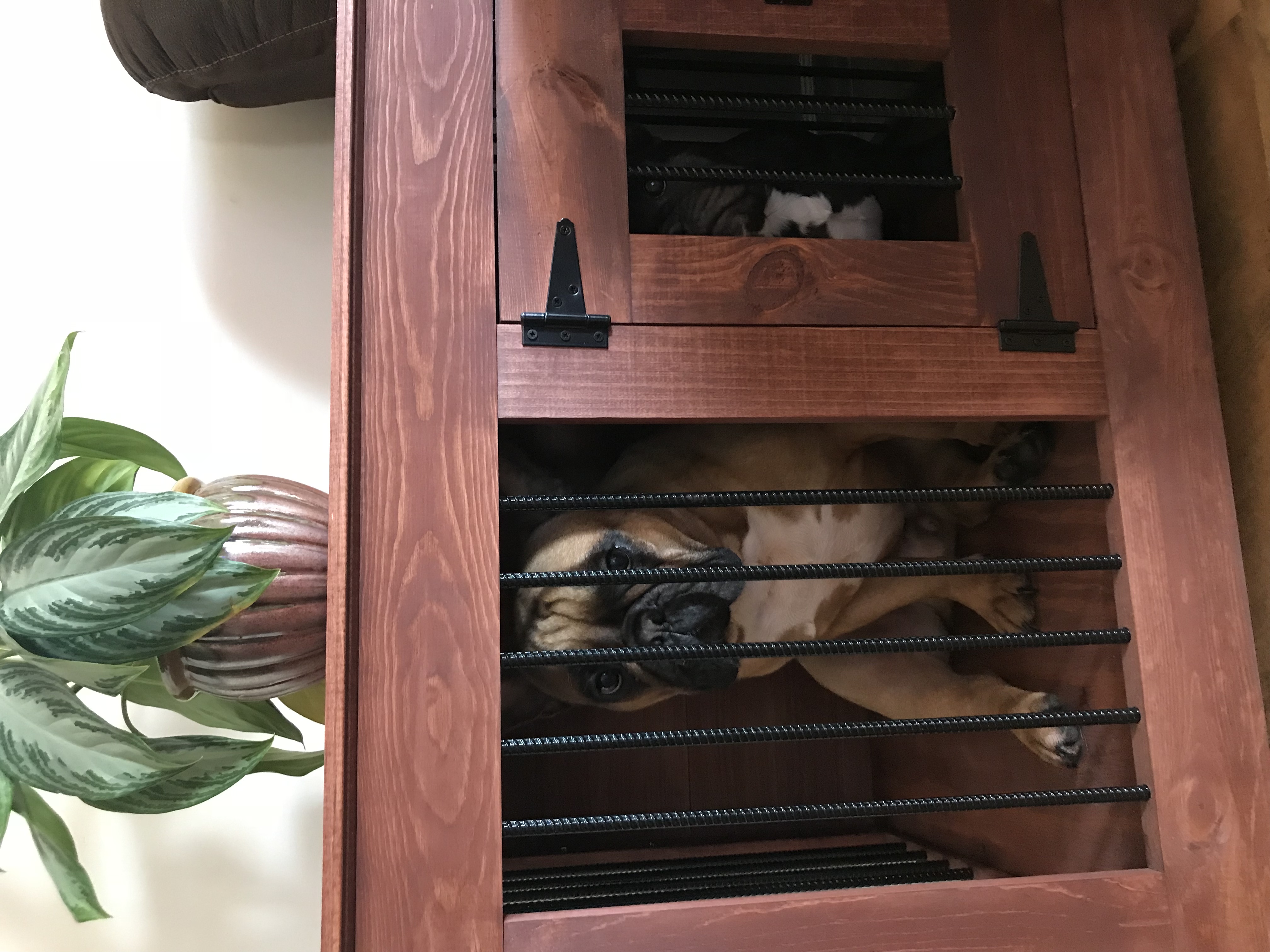medium Red Chestnut