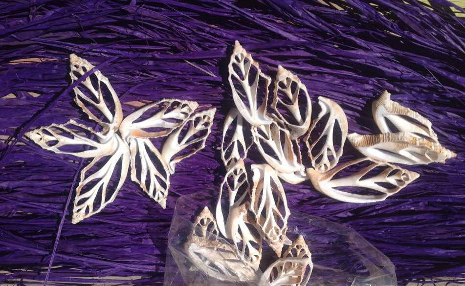 Strombus Aurisdiane Cut Shells – Natural Center Cut 2"–2.5"