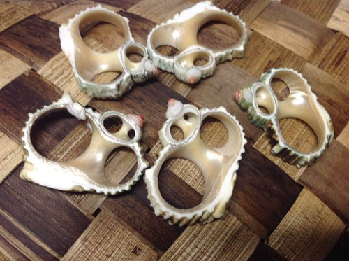 Silver Mouth Turbo Seashells – Center Cut Natural Shells | Tiare 'O ...