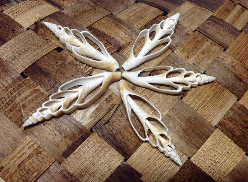 Center Cut Strombus vittatus seashells