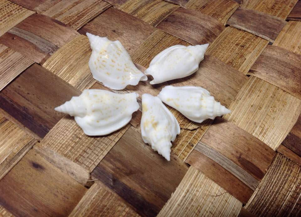 Polished Pacific Crown Conch Shells – Natural Craft & Décor Shells