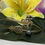 Thumbnail: Hawaiian Gold Plated Single Pearl Turtle Pineapple Bracelet