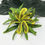 Thumbnail: Yellow Tribal Tiare & Spider Lily Flower Hair Clip