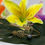 Thumbnail: Hawaiian Gold Plated Single Pearl Turtle Pineapple Bracelet