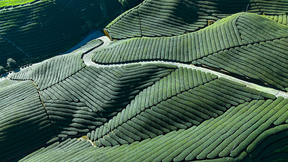 20250819空拍茶園 - 53.jpg