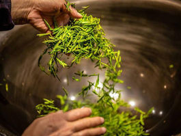 世界主要茶類型