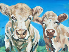 Two irish cattle on a bright summers day