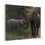 Thumbnail: Heartwarming Elephant Family Canvas Print