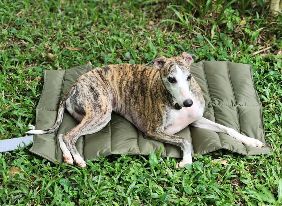 Miniatura: colchonete travel (impermeável)