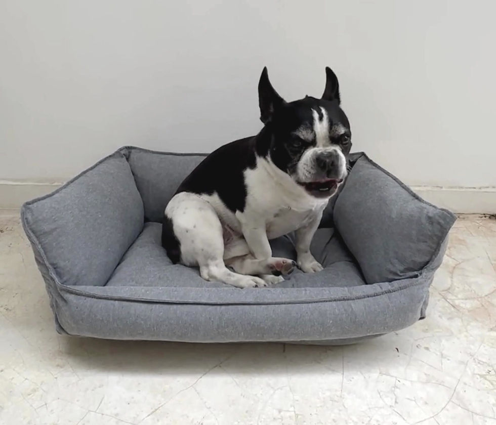 Miniatura: cama chop