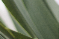 ELISABETH THUMBS-04-05-06.png