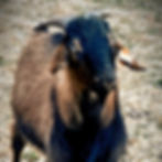 Pegleg_edited