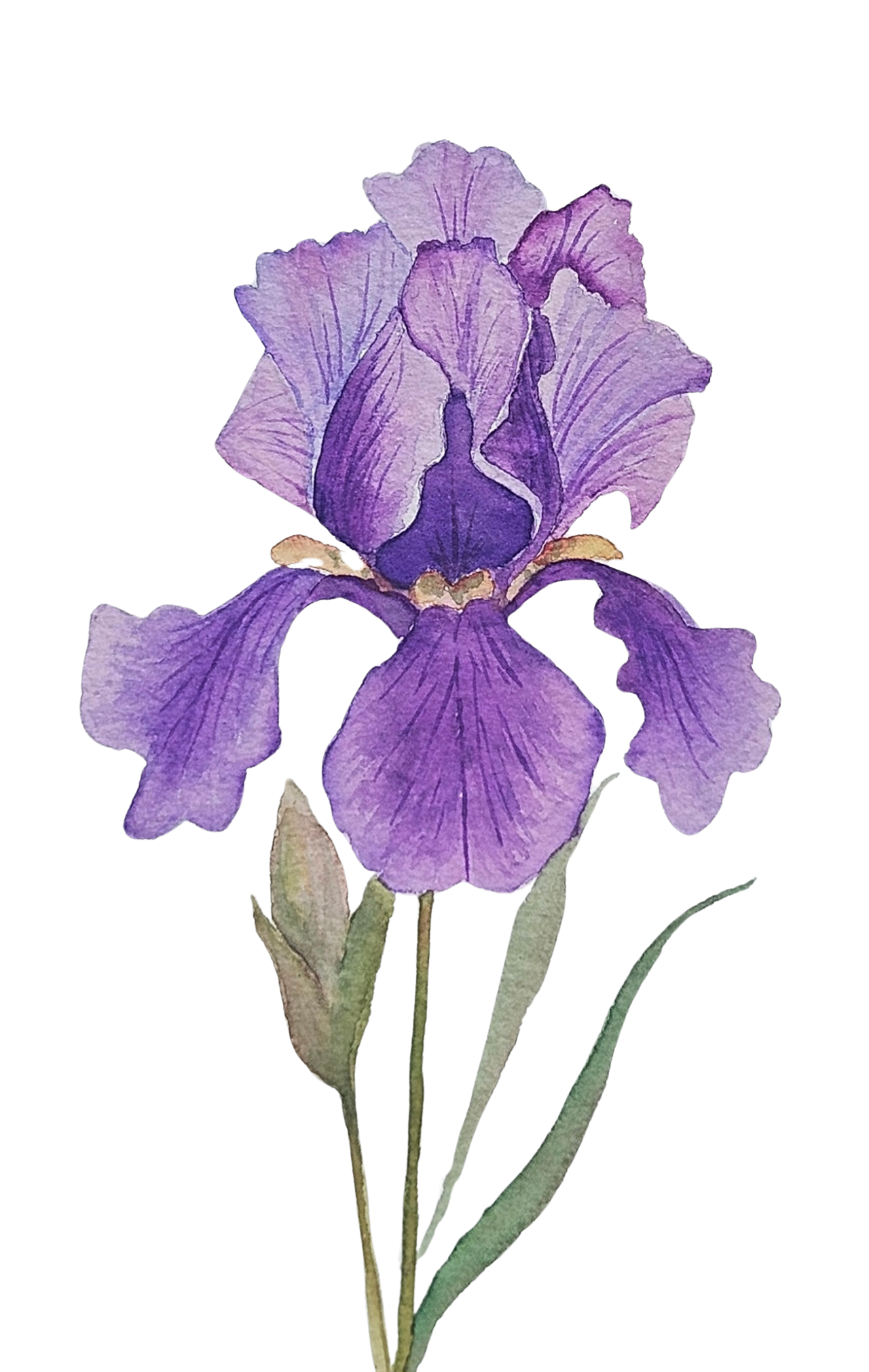 February- Iris