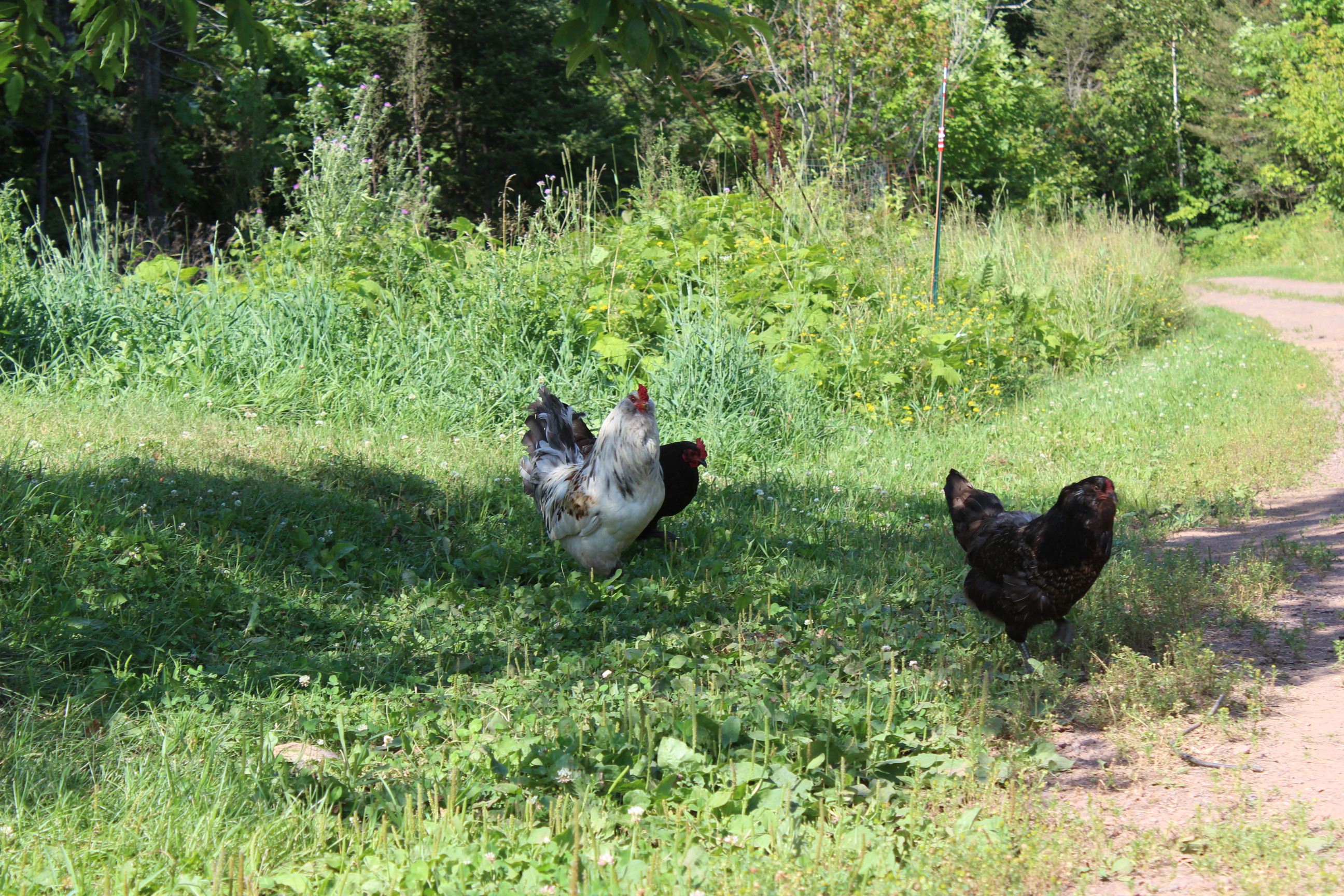 Hens with rooster