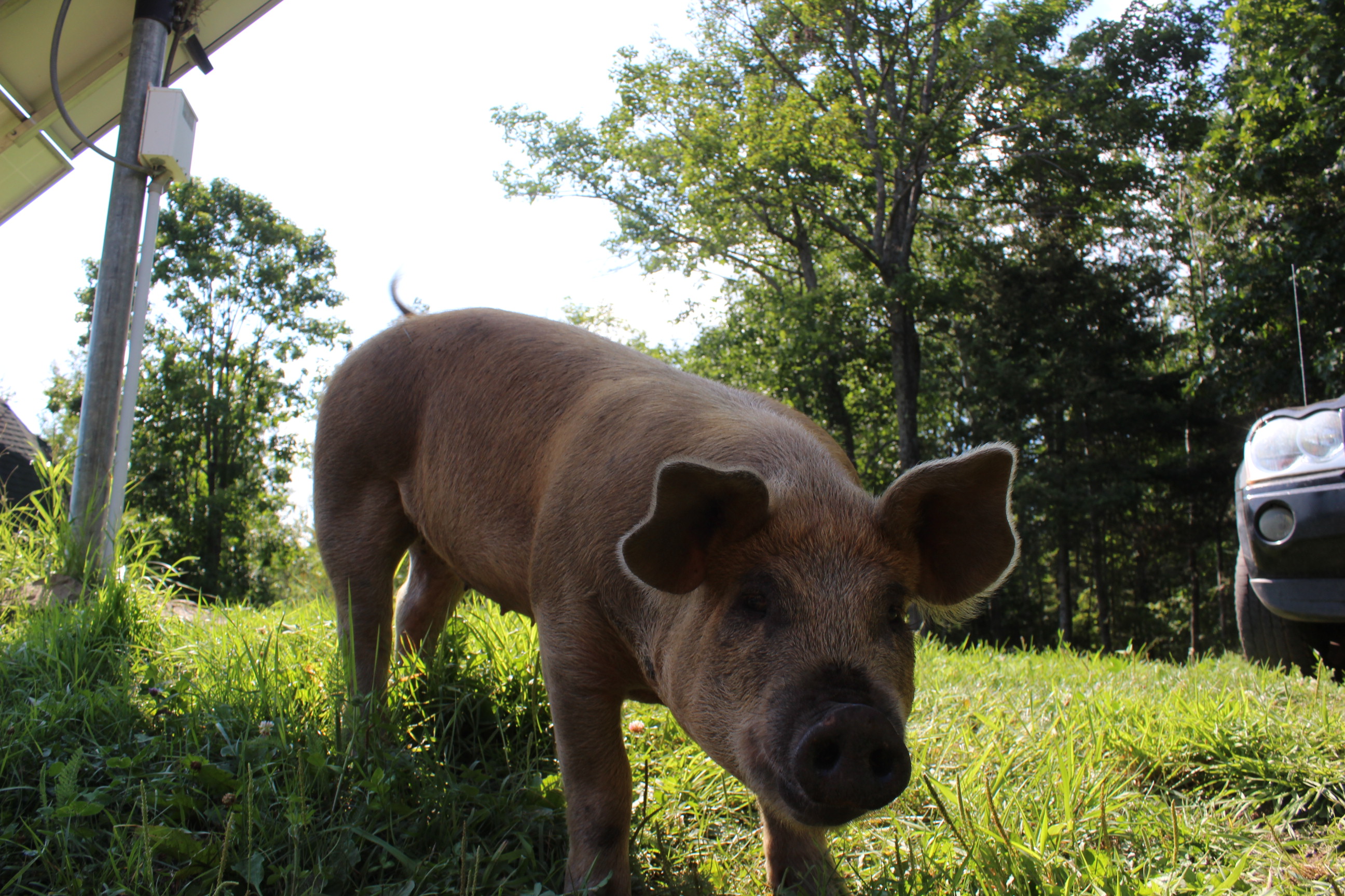 pig