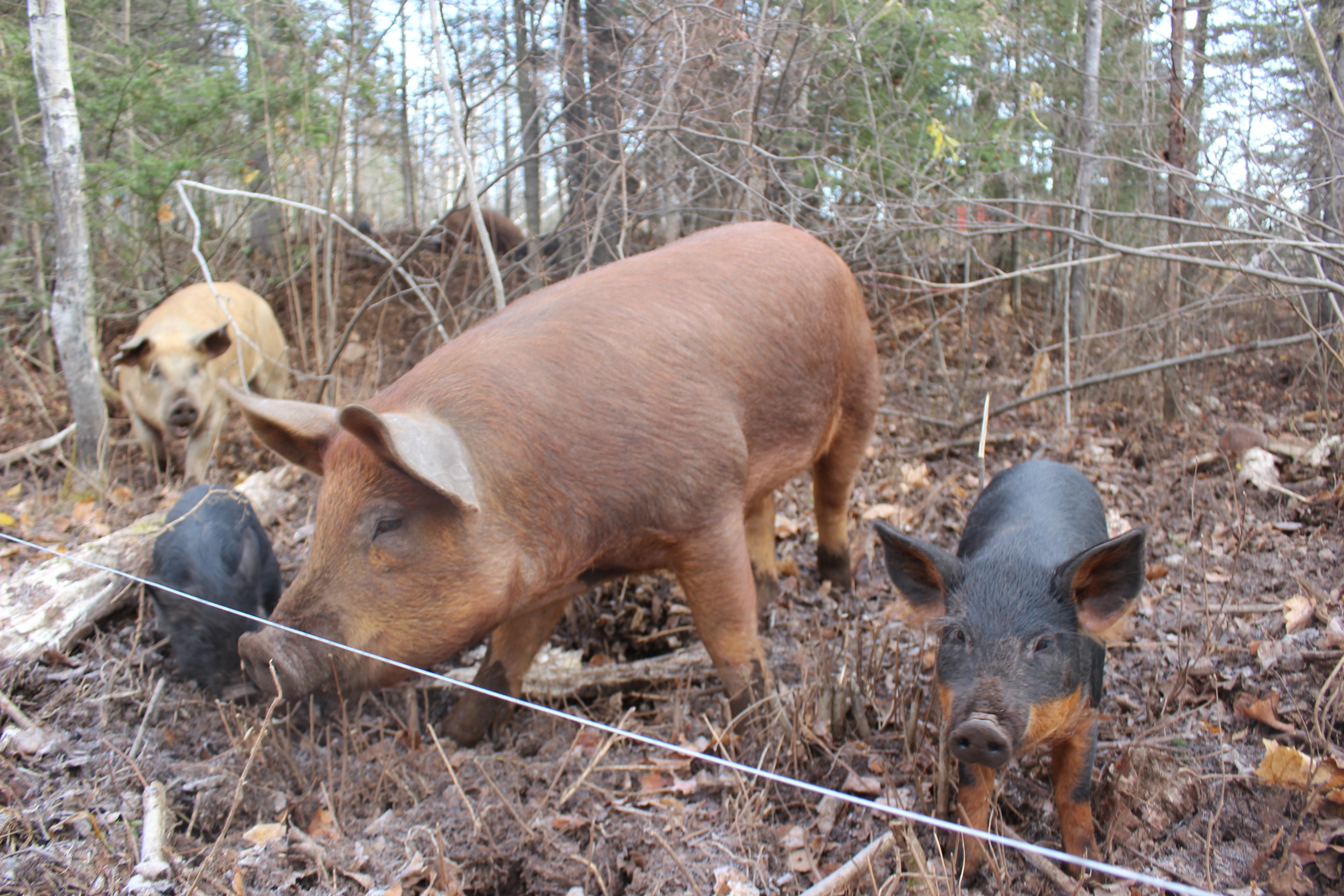 Two of our girls and piglets