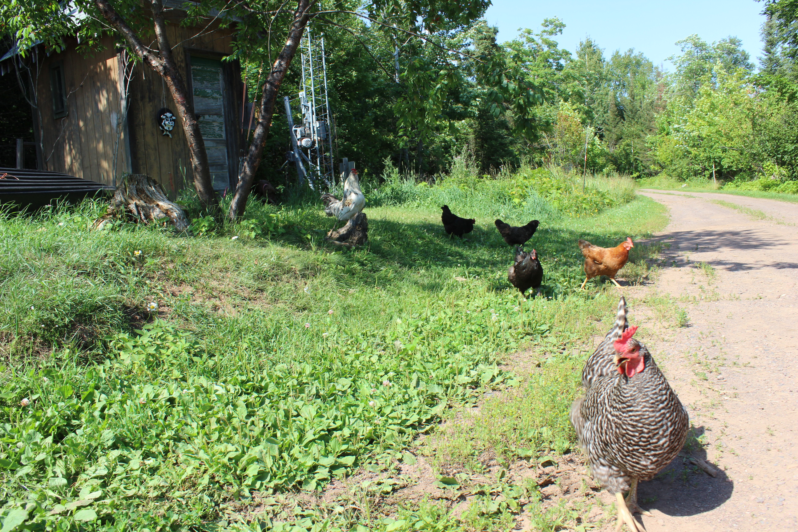 Hens by the outhouse