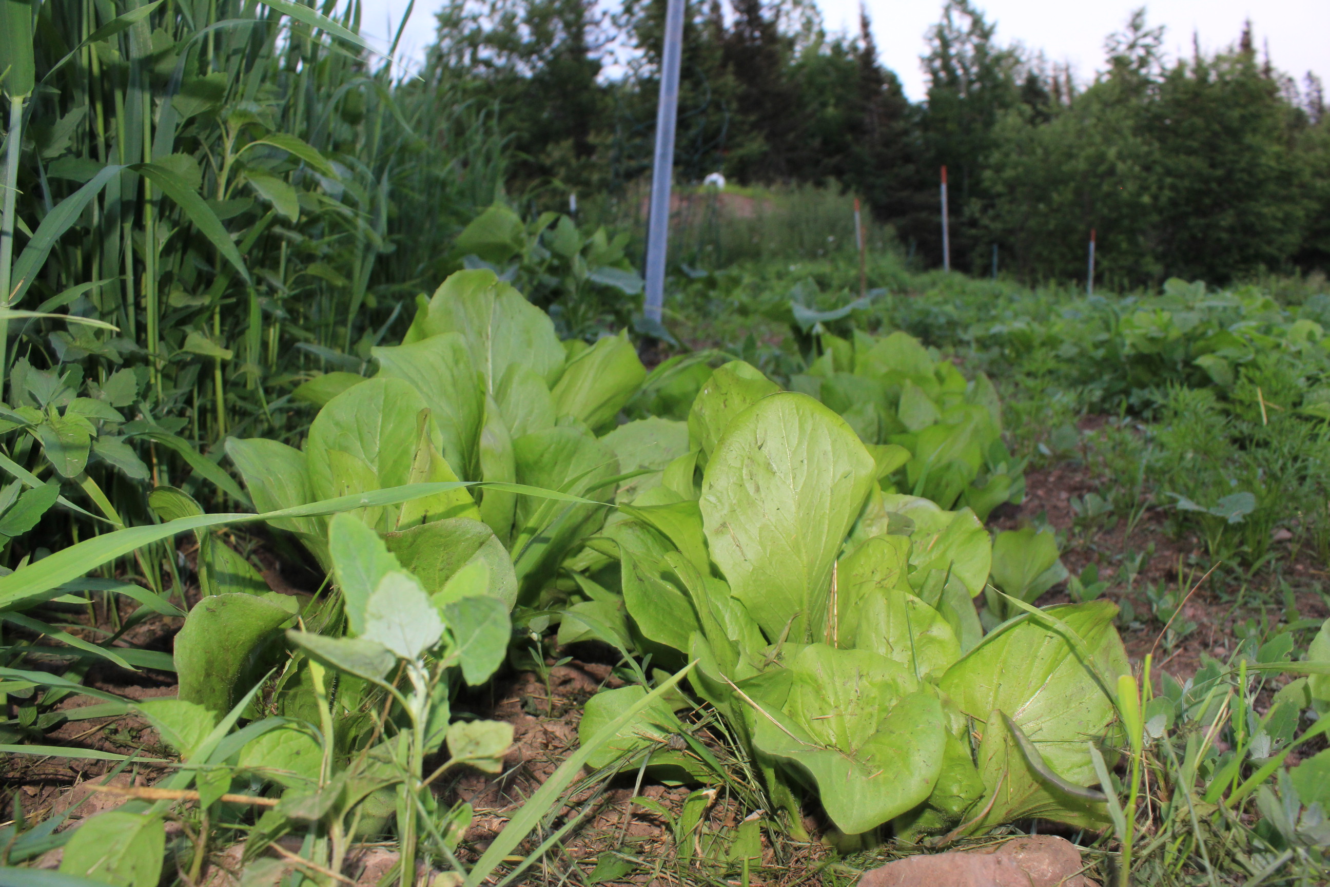 Kitchen garden