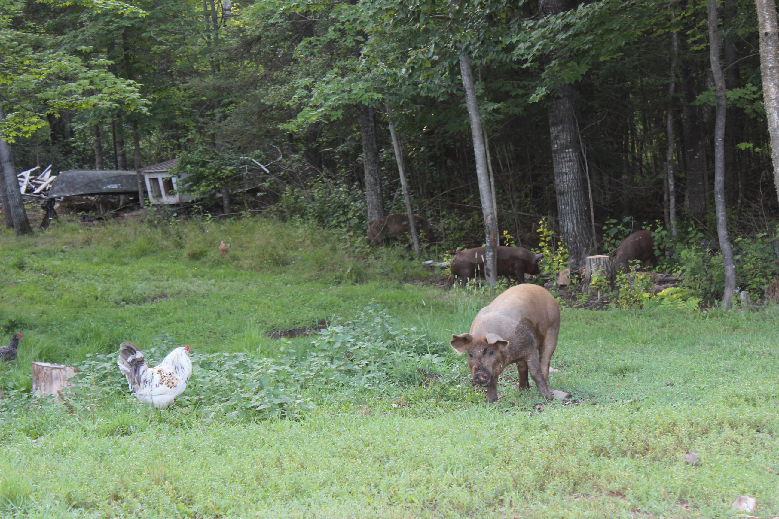 Chicken and pigs