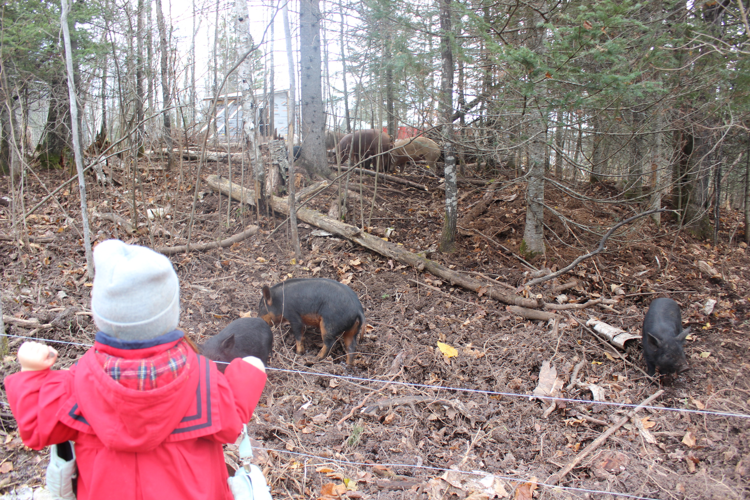 The piglets