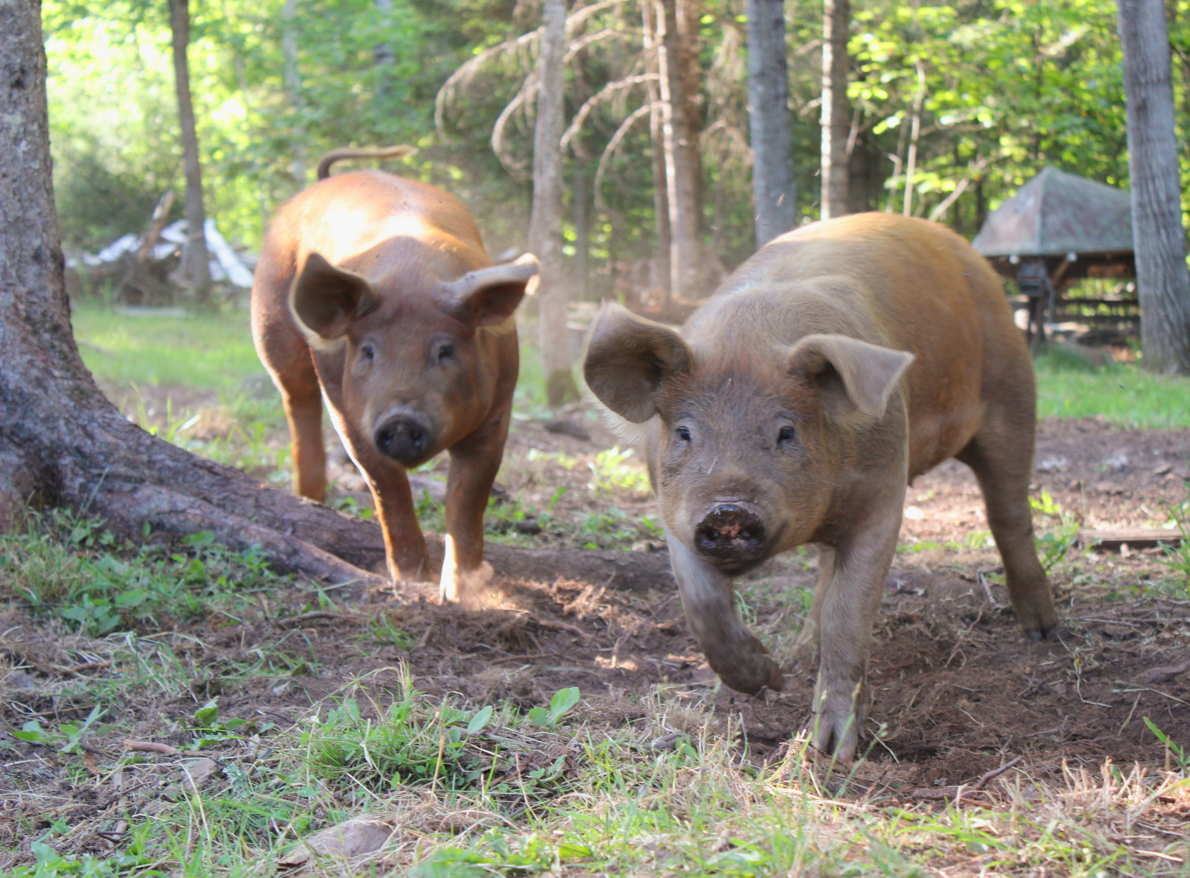 Young pigs