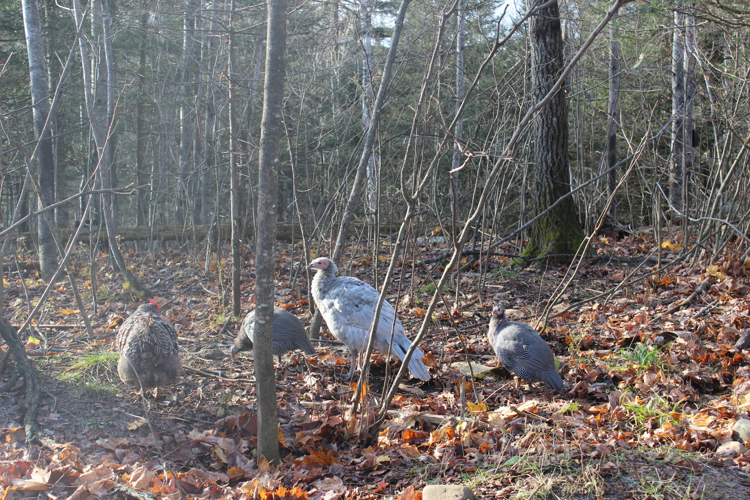 Turkey and Guinea foul
